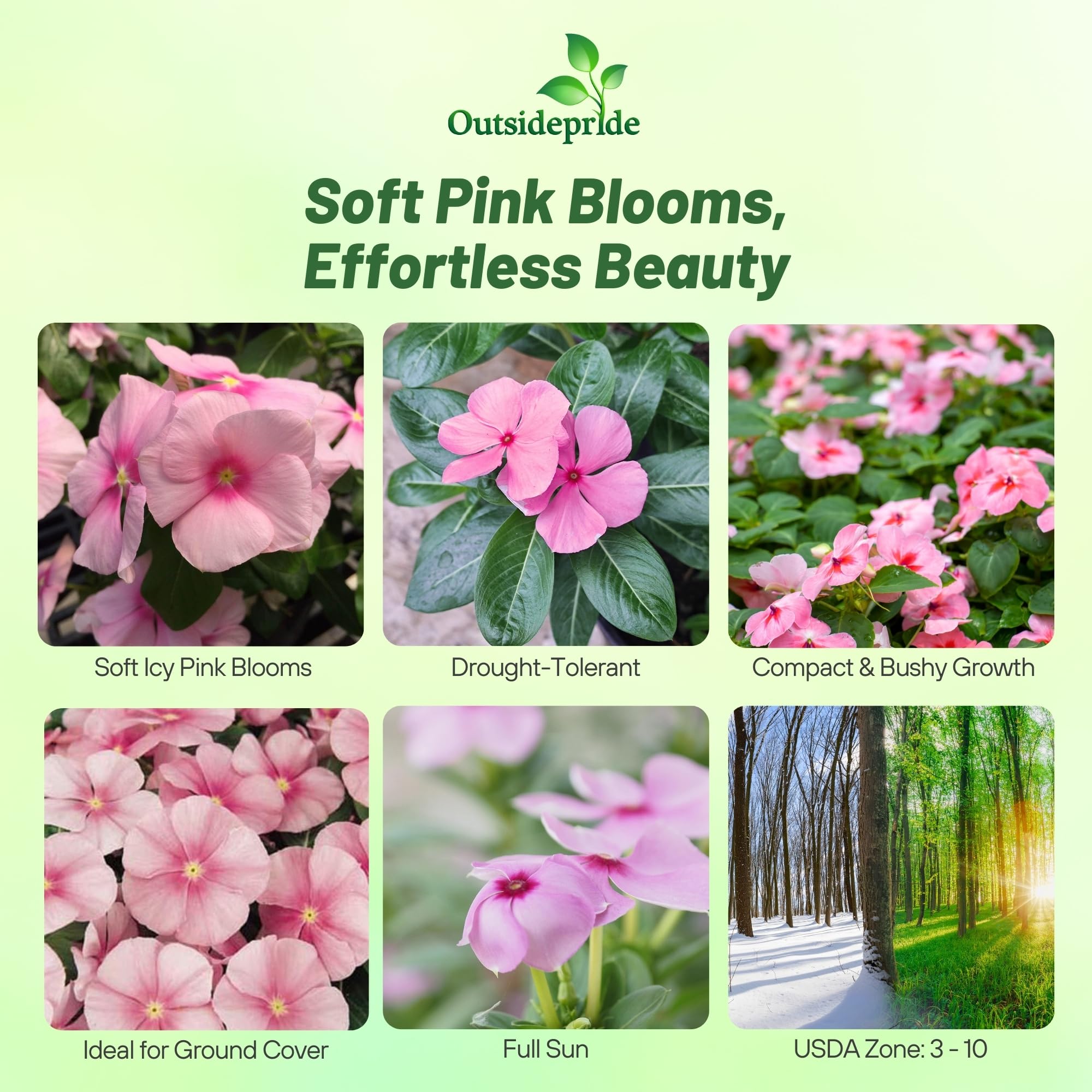 Amazon.com: Outsidepride ICY Pink Periwinkle Seeds for